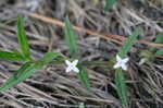 Virginia buttonweed